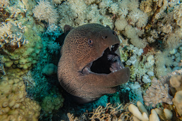 Moray eel Mooray lycodontis undulatus in the Red Sea, eilat israel