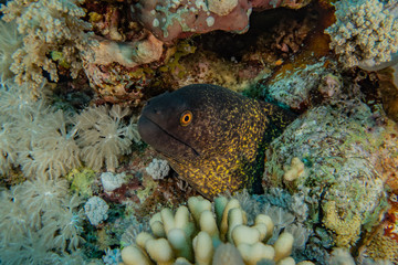 Moray eel Mooray lycodontis undulatus in the Red Sea, eilat israel
