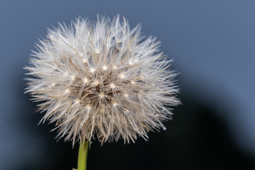 Close-up image of Dandelion with water bubble