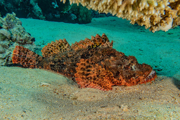 Fish swim in the Red Sea, colorful fish, Eilat Israel