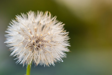Close-up image of Dandelion with water bubble