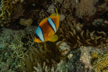 Fototapeta na wymiar Fish swim in the Red Sea, colorful fish, Eilat Israel