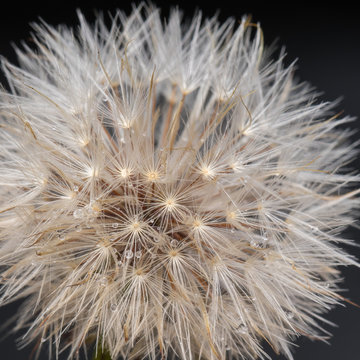Close-up image of Dandelion with water bubble