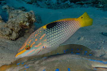 Fish swim in the Red Sea, colorful fish, Eilat Israel