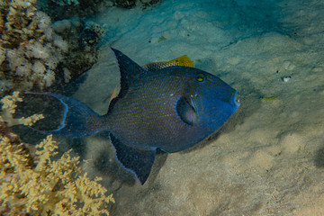 Fish swim in the Red Sea, colorful fish, Eilat Israel