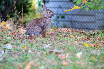 Closeup of a Cute Wild Brown Bunny Rabbit Sitting on Fallen Leaves in a Suburban Neighborhood