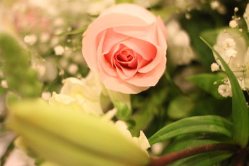 Pink Rose