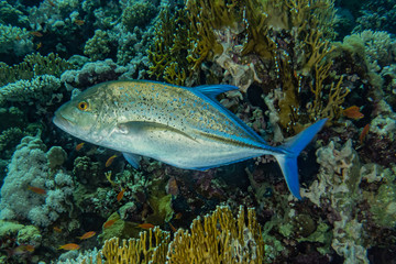 Fish swim in the Red Sea, colorful fish, Eilat Israel
