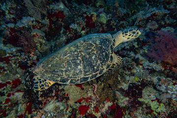 sea turtle in the Red Sea, dahab, blue lagoon sinai