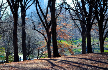 Fototapeta premium Central Park Shadows
