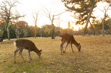 Autumn maple red with cute deer, Nara, Japan