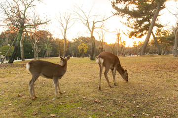 Autumn maple red with cute deer, Nara, Japan