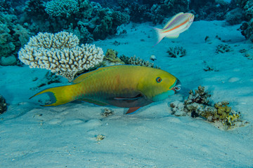 Fish swim in the Red Sea, colorful fish, Eilat Israel