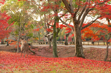 Autumn maple red with cute deer, Nara, Japan