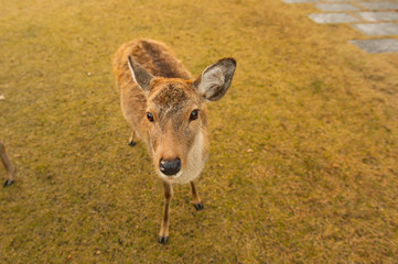 Autumn maple red with cute deer, Nara, Japan