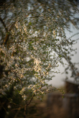 vegetation start 