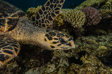 sea turtle in the Red Sea, dahab, blue lagoon sinai