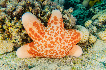 Starfish On the seabed in the Red Sea, eilat israel