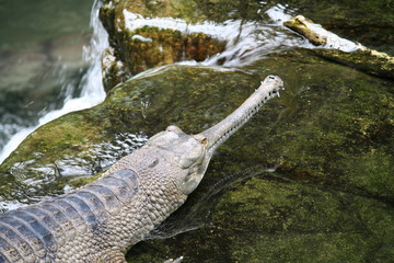 Indian Gharial