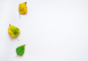 White background with birch leaves. background with blank space for text. copy space, top view