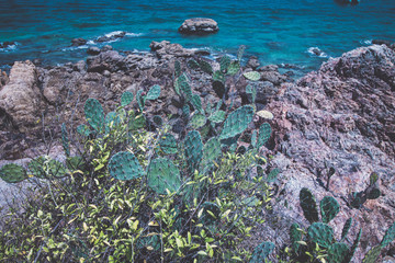 Cacti on stones near the sea