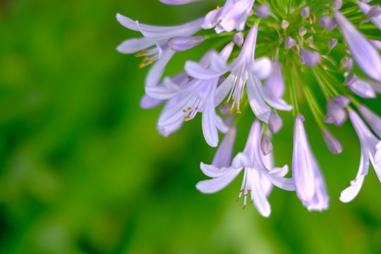 孝房田中photos Images Assets Adobe Stock