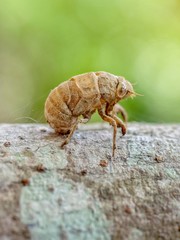 Beautiful nature scene macro cicadas molting.Cicada insect stick on tree. Beautiful macro cicadas molting. Insect molting cicadas on tree in nature.Cicadas metamorphosis grow up to adult insect