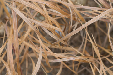 Background of dry grass. Natural background for design