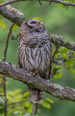A perched Barred Owl looking up.