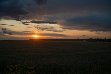 sunset over corn field
