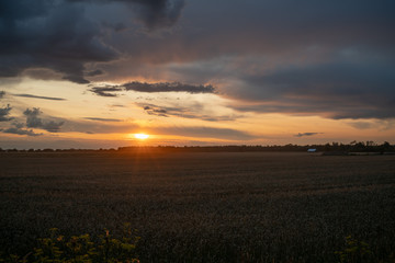 sunset over corn field