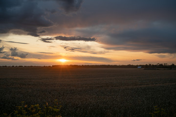sunset over corn field