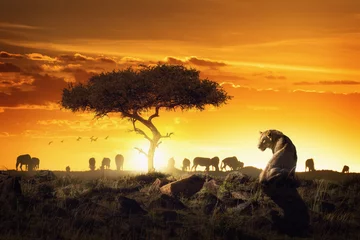 Tafelkleed Afrikaanse Safari-zonsondergangscène met leeuwin © adogslifephoto