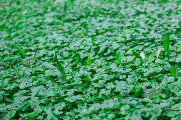 Patern with green plants. Glade with green grass. Summer.