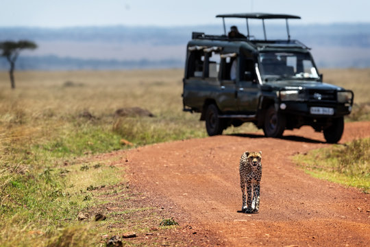 Cheetah Walking Down African Safari Road