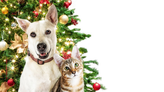 Christmas Cat and Dog White Web Banner