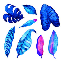 Watercolor exotic leaves set isolated on white background. Water color tropical floral painting. Hand painted vivid natural illustration for modern design