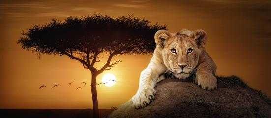 Bannière Web de scène de coucher de soleil africain Lion Cub