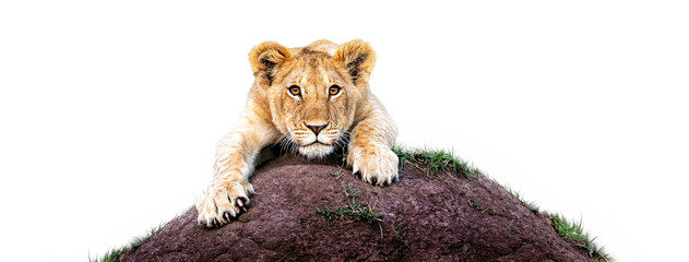 Lioness Cub on Mound White Web Banner © adogslifephoto
