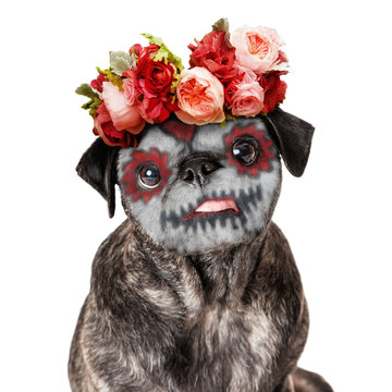 Funny Day of the Dead Dog