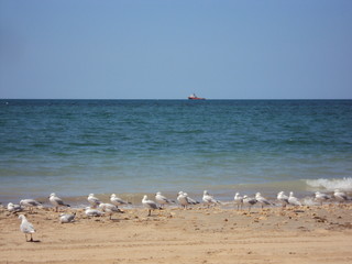 Seagulls at Exmouth Beach - Western Australia