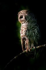 A perched Barred Owl with a kiss of light.
