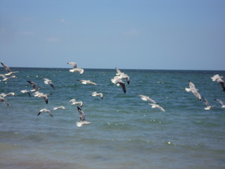 Seagulls at Exmouth Beach - Western Australia