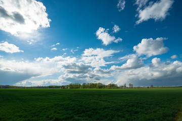green vegetation and fields in spring
