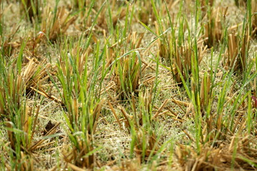 Niigata,Japan-October 21, 2019: Rice field after the morning rain in Sado Island in autumn