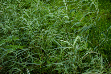 Background from green grass. plant pattern. Summer