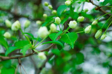 Unblown buds of an apple tree on a branch. White flowers on a tree. Spring.