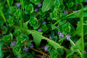 Green grass and small purple flowers. Floral background.