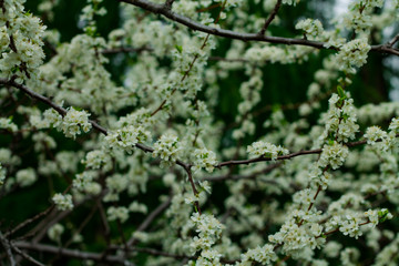 Tree branches in the colors of the apple tree. Spring flowering trees.