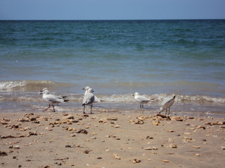 Seagulls at Exmouth Beach - Western Australia